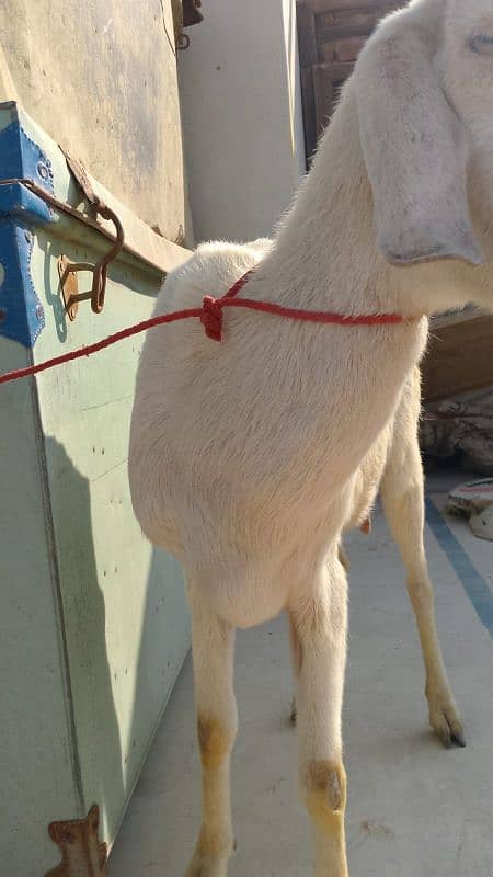 bakri for sell urgent 1