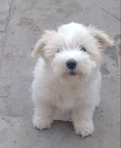 American Female Breed / Cotton de Tulear Puppy