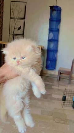 PERSIAN KITTEN FOR SALE ONLY CONTACT whatup 03292450497