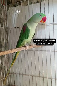 Pahari Raw Female Parrot Adult Breeding Alexander Alexandrian