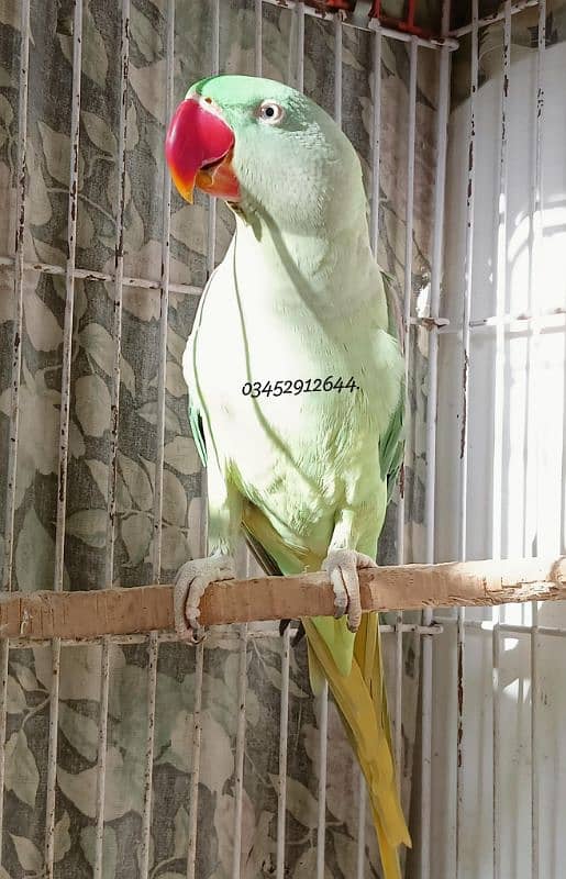 Pahari Raw Female Parrot Adult Breeding Alexander Alexandrian 2