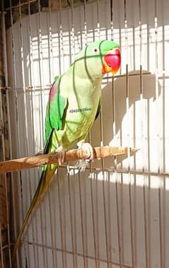 Pahari Raw Female Parrot Adult Breeding Alexander Alexandrian