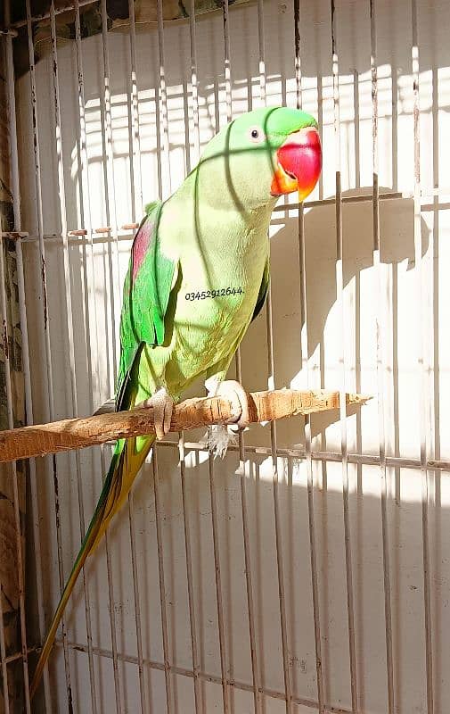 Pahari Raw Female Parrot Adult Breeding Alexander Alexandrian 0