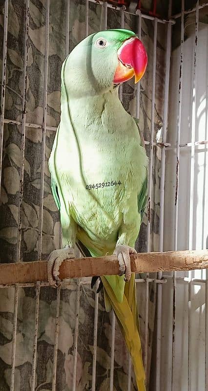 Pahari Raw Female Parrot Adult Breeding Alexander Alexandrian 3