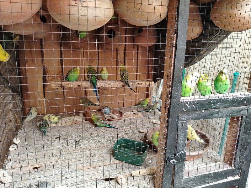 Australian parrot for sale 0