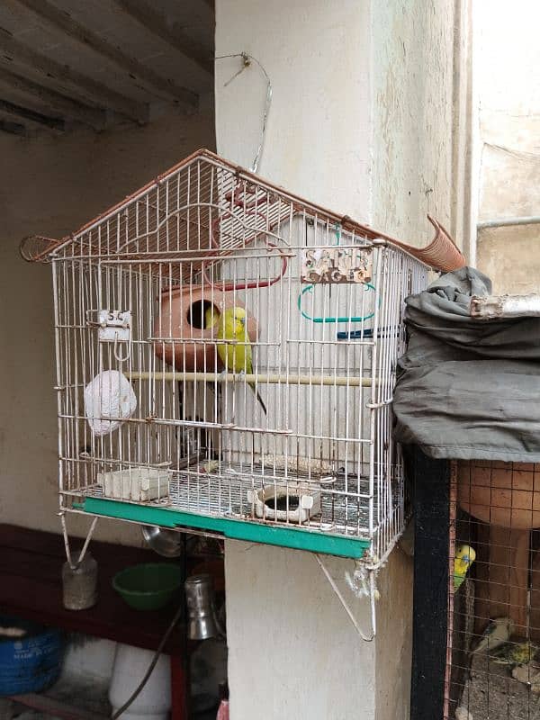 Australian parrot for sale 1