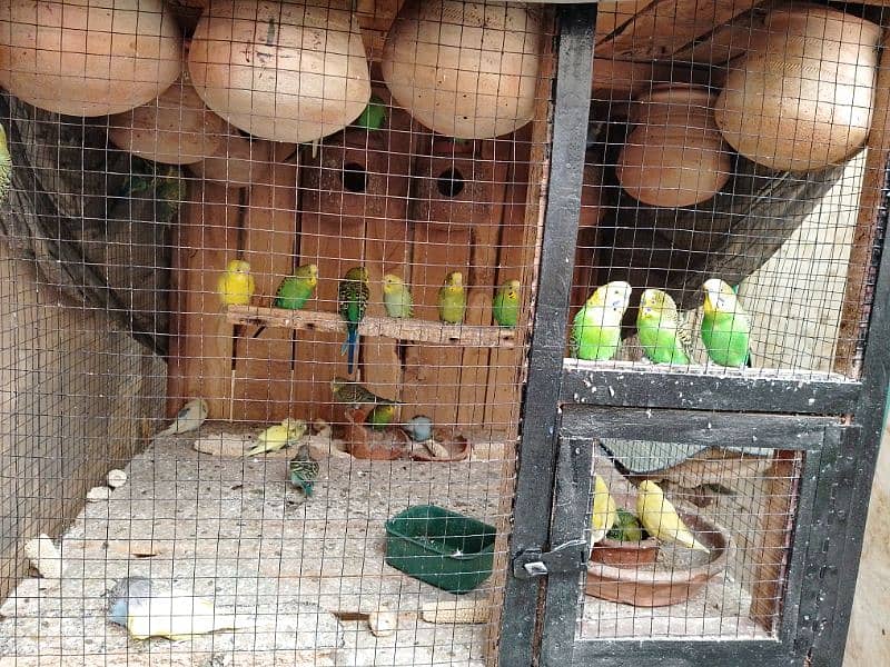 Australian parrot for sale 2