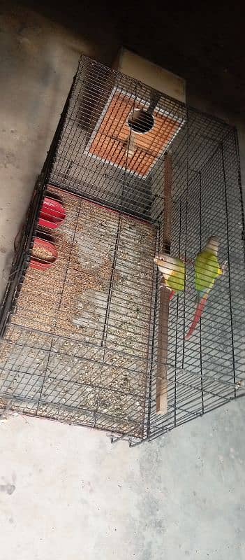 Available pineapple conure 0