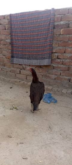 aseel mianwali eggs laying