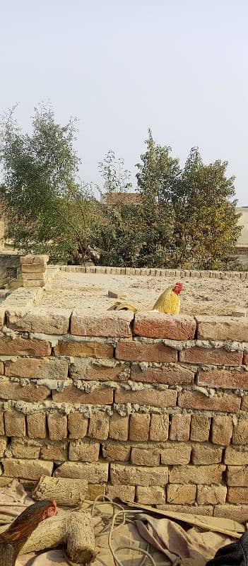 aseel mianwali eggs laying 5