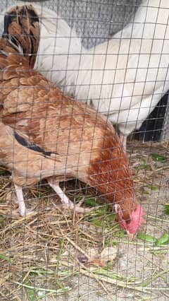 Egg laying hens for sale with beautiful white rooster