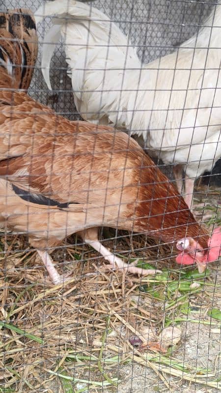 Egg laying hens for sale with beautiful white rooster 1