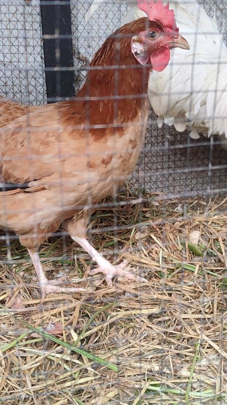 Egg laying hens for sale with beautiful white rooster 2