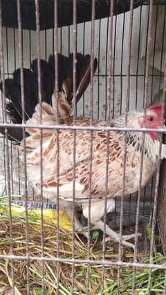 Egg laying hens for sale with beautiful white rooster