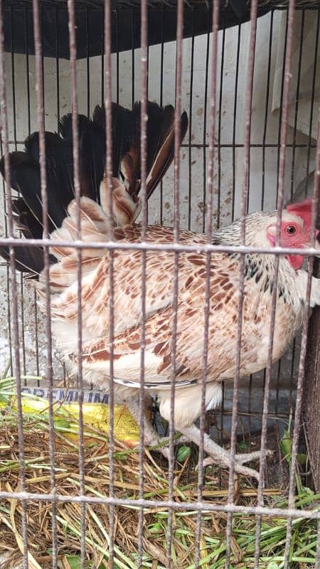 Egg laying hens for sale with beautiful white rooster 3