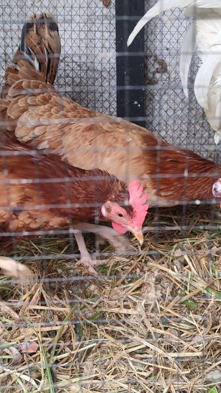 Egg laying hens for sale with beautiful white rooster 5