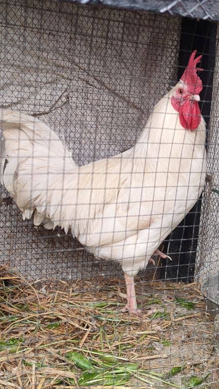 Egg laying hens for sale with beautiful white rooster 6