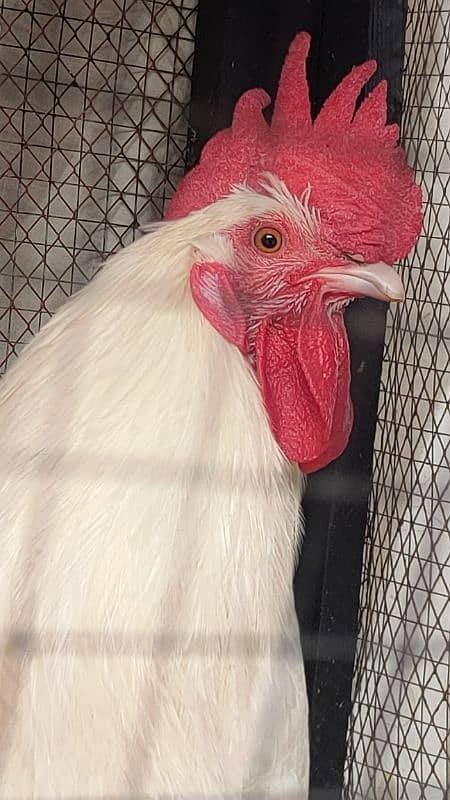 Egg laying hens for sale with beautiful white rooster 7