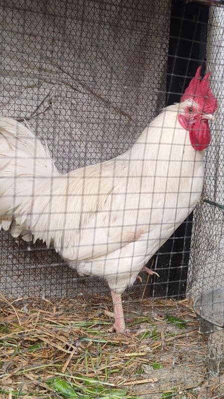 Egg laying hens for sale with beautiful white rooster 8