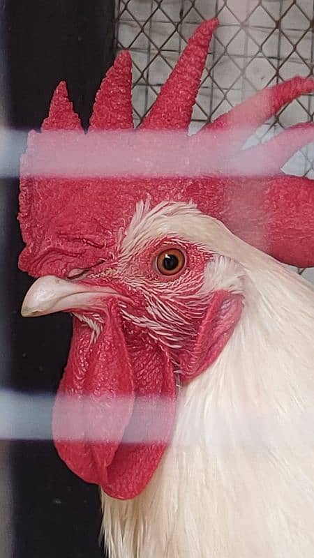 Egg laying hens for sale with beautiful white rooster 9