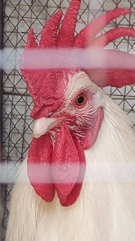 Egg laying hens for sale with beautiful white rooster 10