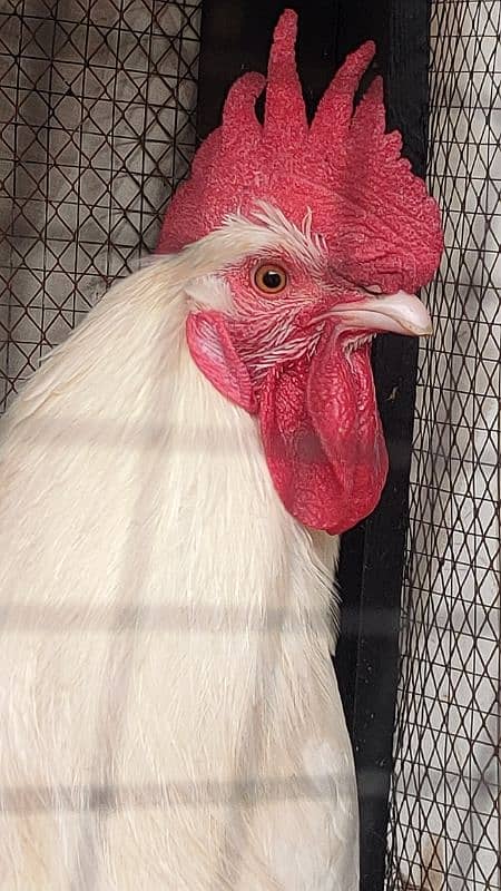 Egg laying hens for sale with beautiful white rooster 11