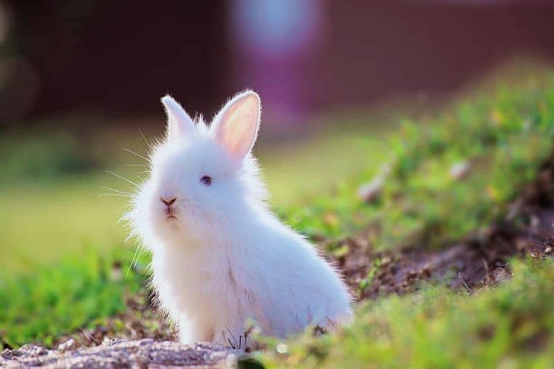 Angora Newzland White Red Eye Rabbits & Bunnies 2