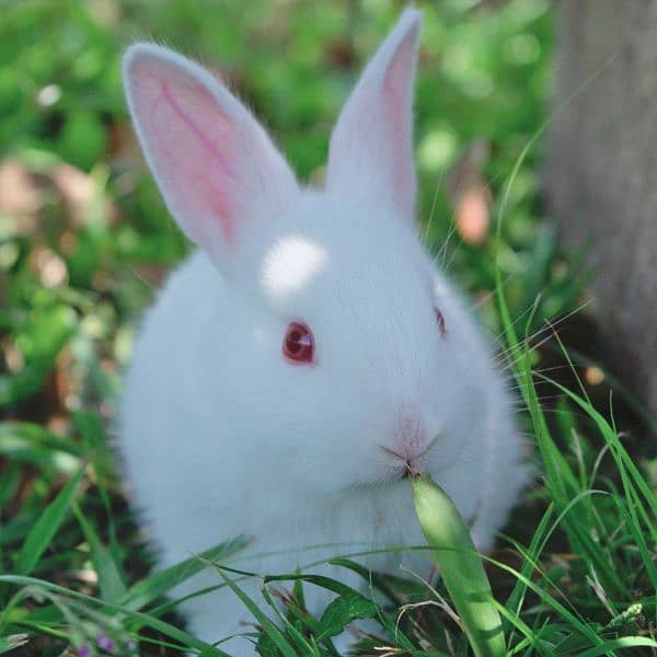 Angora Newzland White Red Eye Rabbits & Bunnies 4