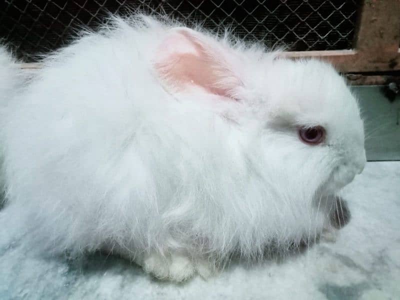 Angora Newzland White Red Eye Rabbits & Bunnies 5