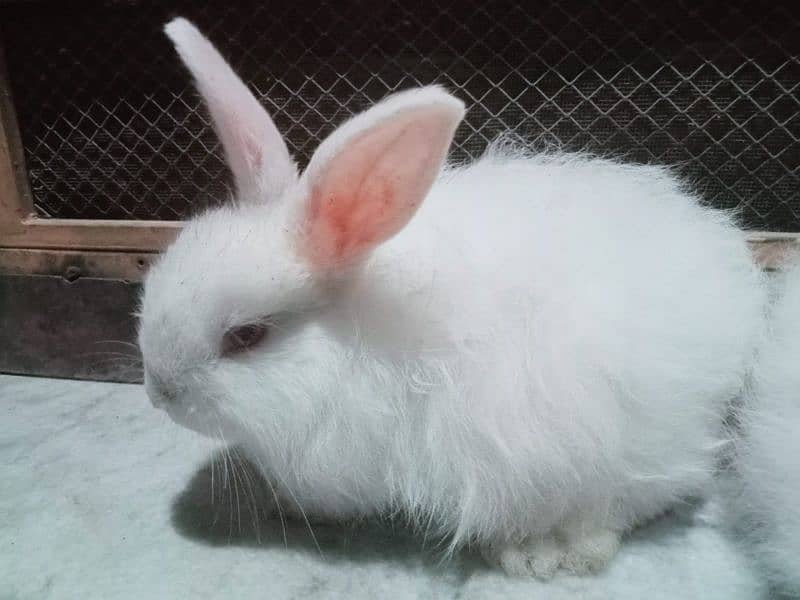 Angora Newzland White Red Eye Rabbits & Bunnies 6