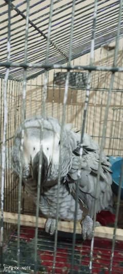 Grey parrot