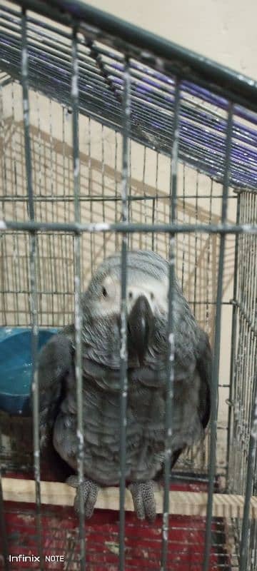 Grey parrot 1