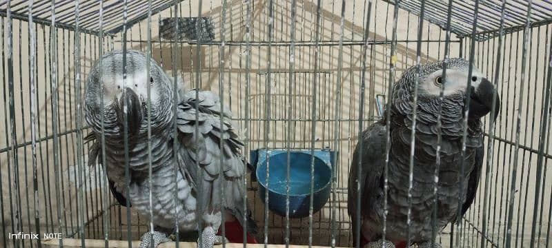 Grey parrot 2