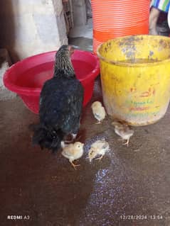 Aseel murgi with heera chicks