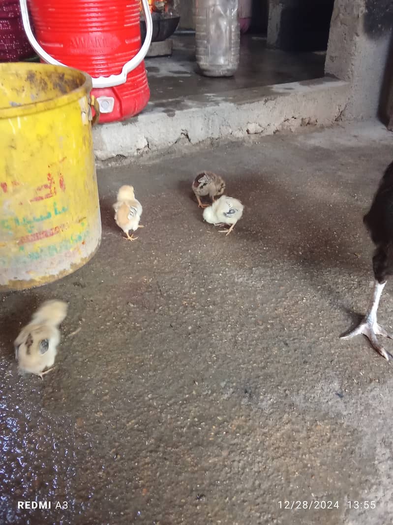 Aseel murgi with heera chicks 2