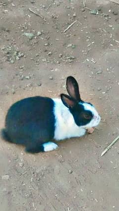 original lahori rabbit