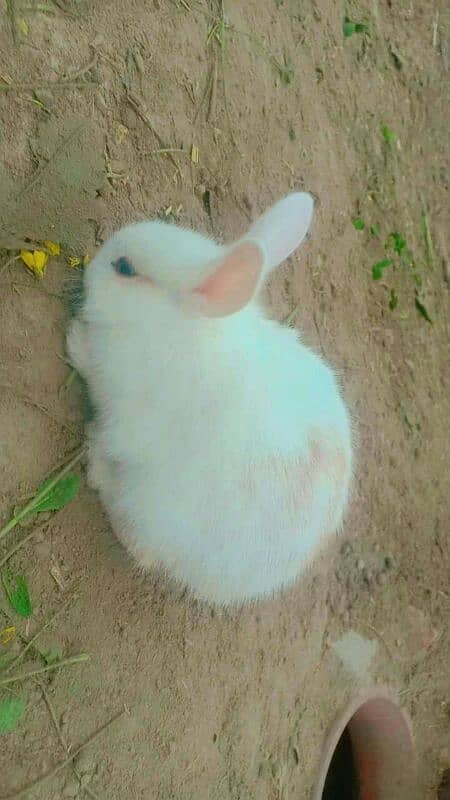 original lahori rabbit 1