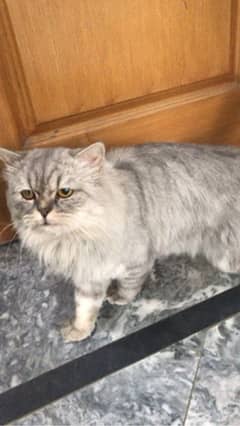 persian cat