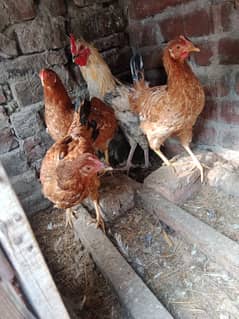 desi hens