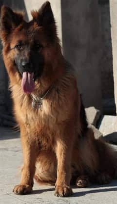 German shepherd breeder female near to heat superb quality