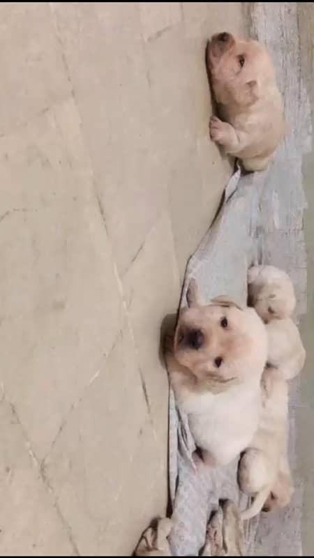 British Labrador Puppies 0