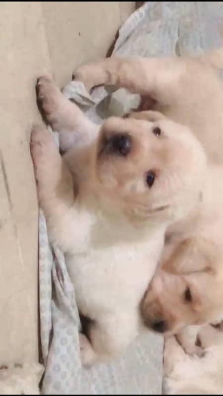 British Labrador Puppies 1