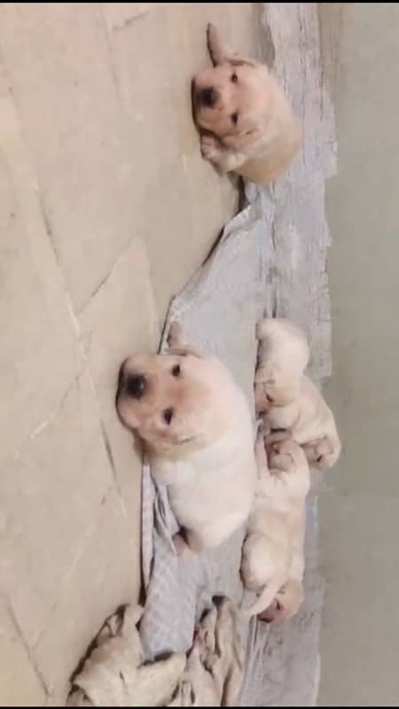 British Labrador Puppies 2