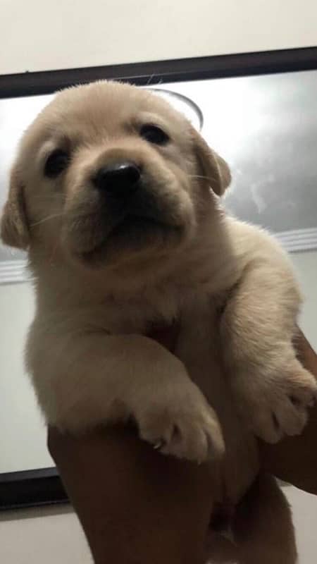 British Labrador Puppies 3