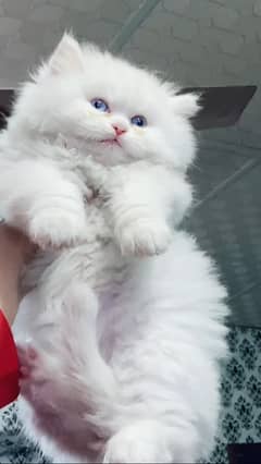 Persian punch face kitten