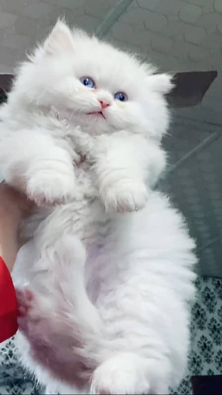 Persian punch face kitten 1