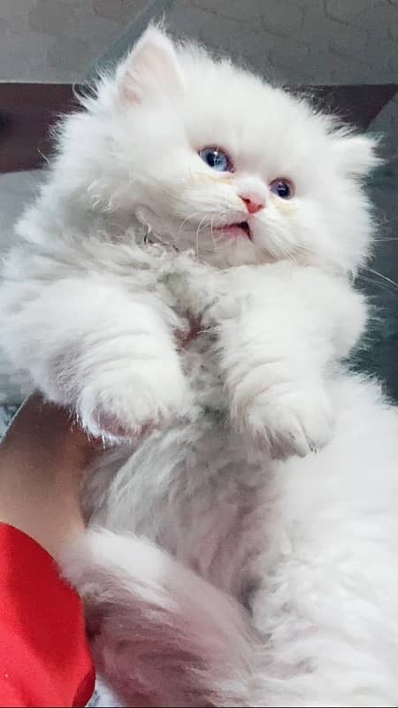 Persian punch face kitten 2