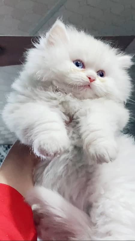 Persian punch face kitten 3