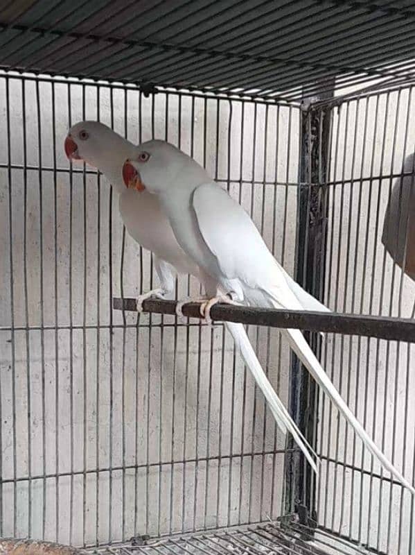 White Ringneck Breeding Pair 0