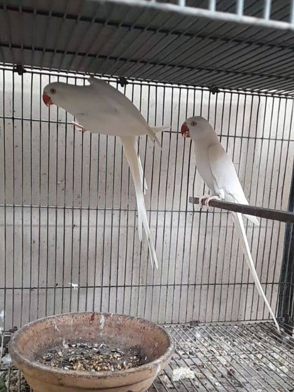 White Ringneck Breeding Pair 1